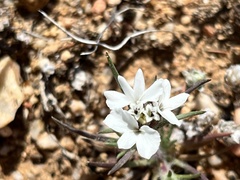 Calycadenia villosa
