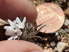 Calycadenia villosa