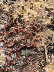 Watersipora subtorquata