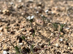 Calycadenia villosa