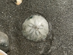 Scaphechinus griseus
