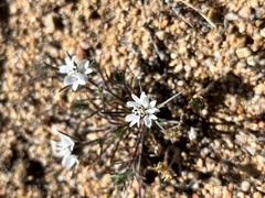 Calycadenia villosa