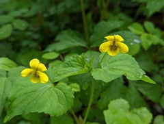 Viola eriocarpa