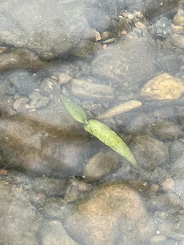 Marsh dewflower from s rodney parham rd little rock ar us on april