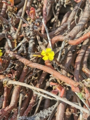 Oxalis gigantea