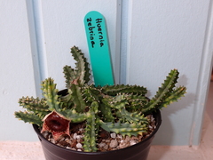 Huernia zebrina