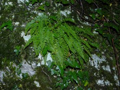 Asplenium fontanum fontanum