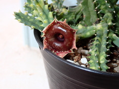 Huernia zebrina