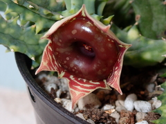 Huernia zebrina