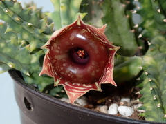 Huernia zebrina
