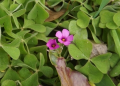 Oxalis articulata