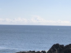 Eschrichtius robustus