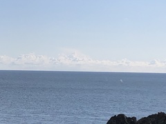 Eschrichtius robustus