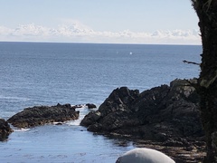 Eschrichtius robustus