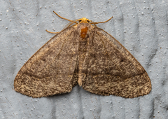 Lambdina pellucidaria