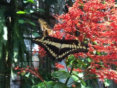Papilio