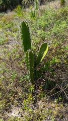Cereus hexagonus
