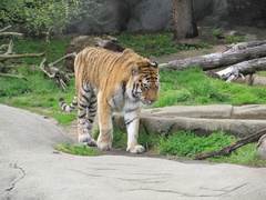 Panthera tigris altaica
