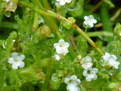 Plagiobothrys undulatus