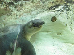 Carettochelys insculpta
