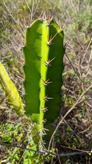 Cereus hexagonus