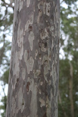 Corymbia henryi