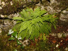 Asplenium fontanum fontanum