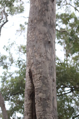 Corymbia henryi