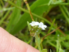 Plagiobothrys undulatus