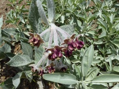 Asclepias californica californica