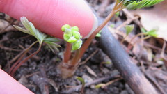 Dicentra canadensis