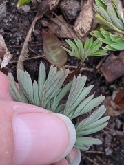 Dicentra canadensis