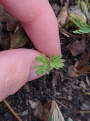 Dicentra canadensis