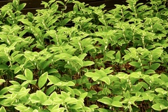 Polygonatum odoratum pluriflorum