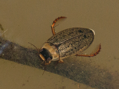 Rhantus consimilis