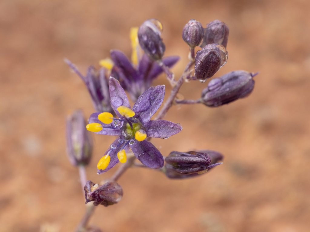 Purple amole
