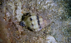 Peristernia chlorostoma