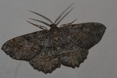 Stenoporpia