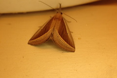 Hypena conscitalis