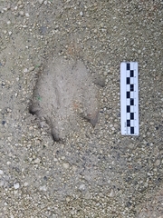 Hydrochoerus hydrochaeris