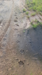 Hydrochoerus hydrochaeris