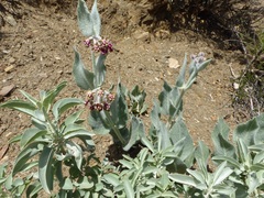 Asclepias californica californica