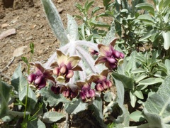 Asclepias californica californica