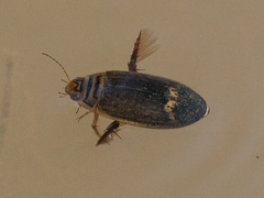 Acilius abbreviatus