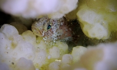 Scorpaenodes corallinus