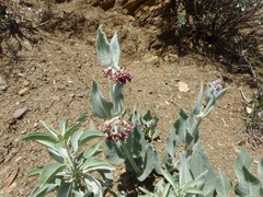 Asclepias californica californica