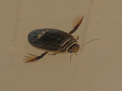 Acilius abbreviatus