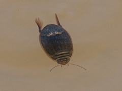 Acilius abbreviatus