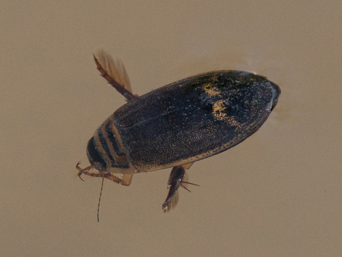 Acilius abbreviatus Aubé, 1838