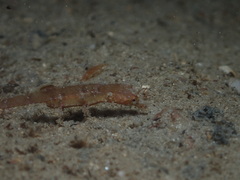 Idiotropiscis australe